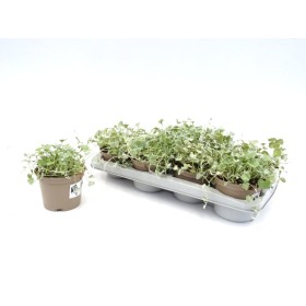 DICHONDRIA SILVER FALLS M13