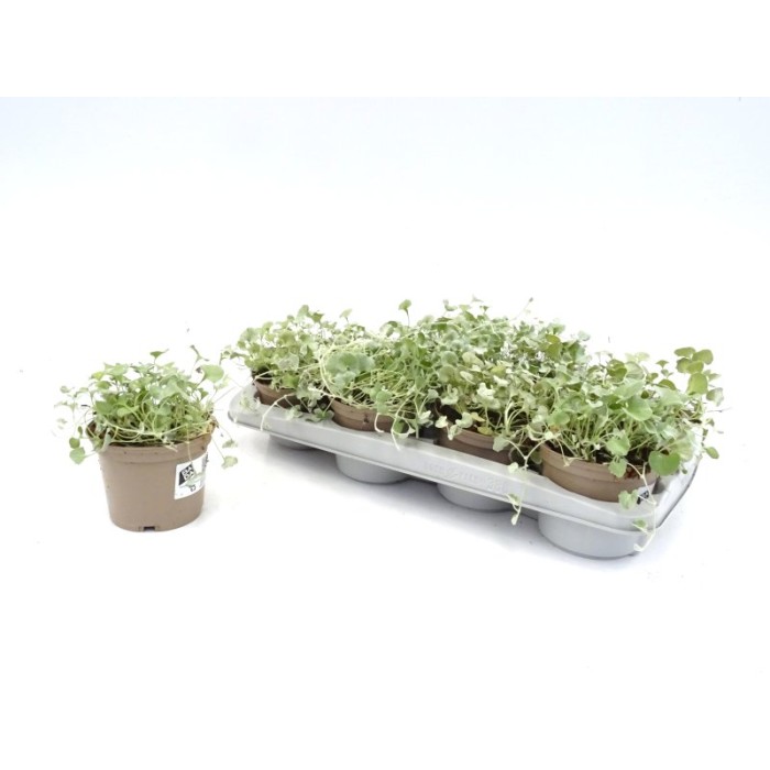 DICHONDRIA SILVER FALLS M13