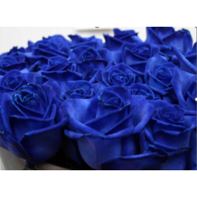 ROSA COLOMBIA, 50/60cm. x25 BLAVA