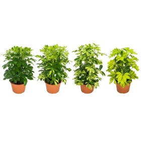 SCHEFFLERA 3pl M21 H50