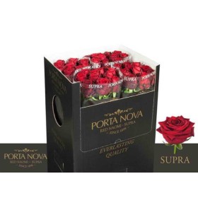 FLOR, ROSA HO. RED NAOMI PORTA NOVA SUPRA 70cm.