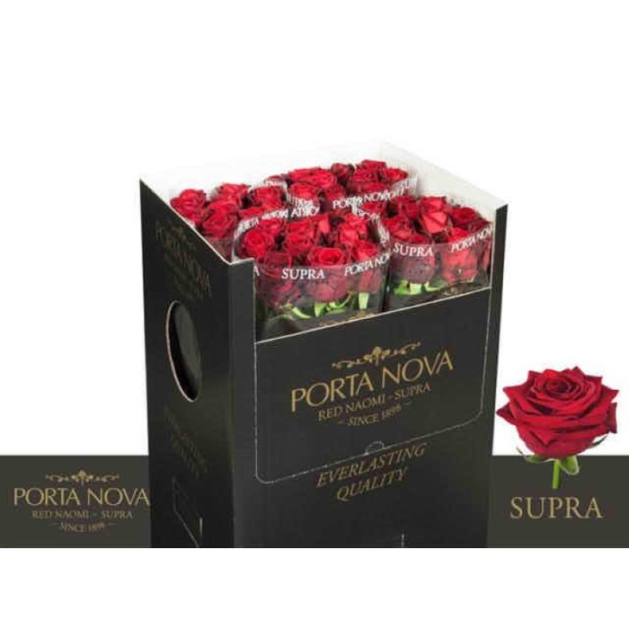FLOR, ROSA HO. RED NAOMI PORTA NOVA SUPRA 70cm.