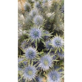 FLOR, ERYNG MAGNETAR QSTAR 40cm. x10 tiges.