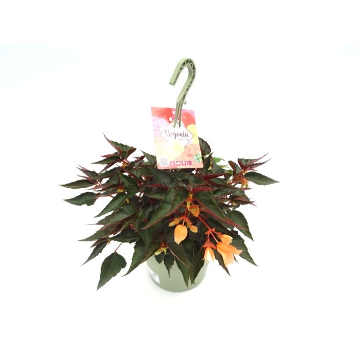 BEGONIA BOLIVIENSIS SALMON T23