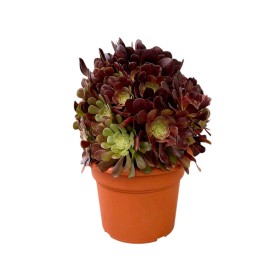 AEONIUM VELOURS M35