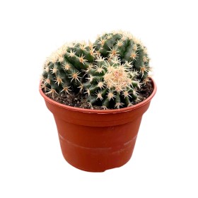 ECHINOCACTUS GRUSONII M15 Brevispinus