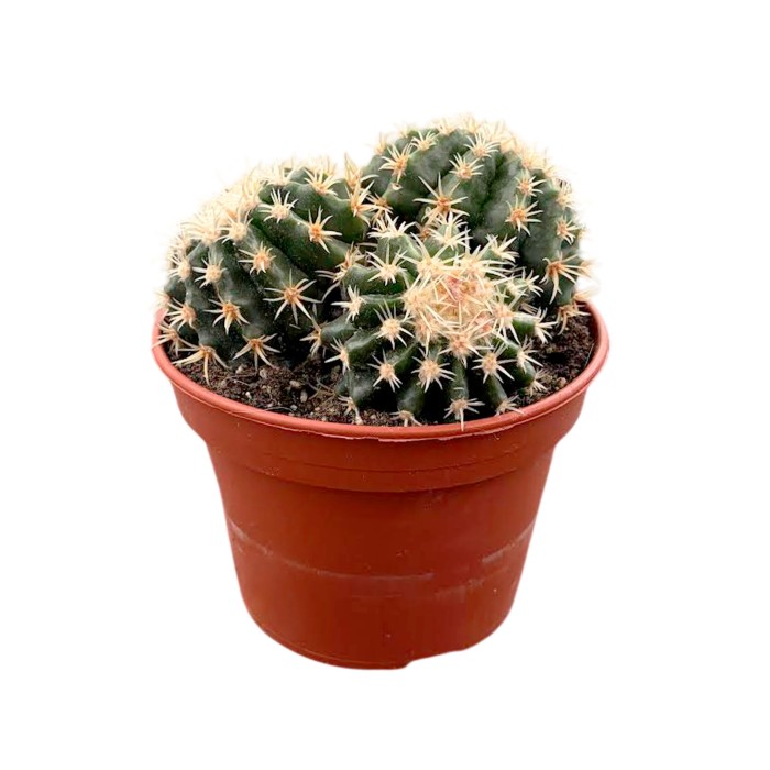 ECHINOCACTUS GRUSONII M15 Brevispinus