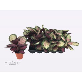 CALATHEA  M12  ROSEOPICTEA SILVIA