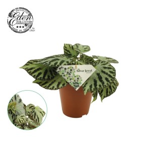 BEGONIA M12 Silver Jewell