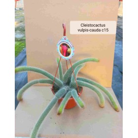 CLEISTOCACTUS VULPIS-CAUDA M15 cactus cola de zorro