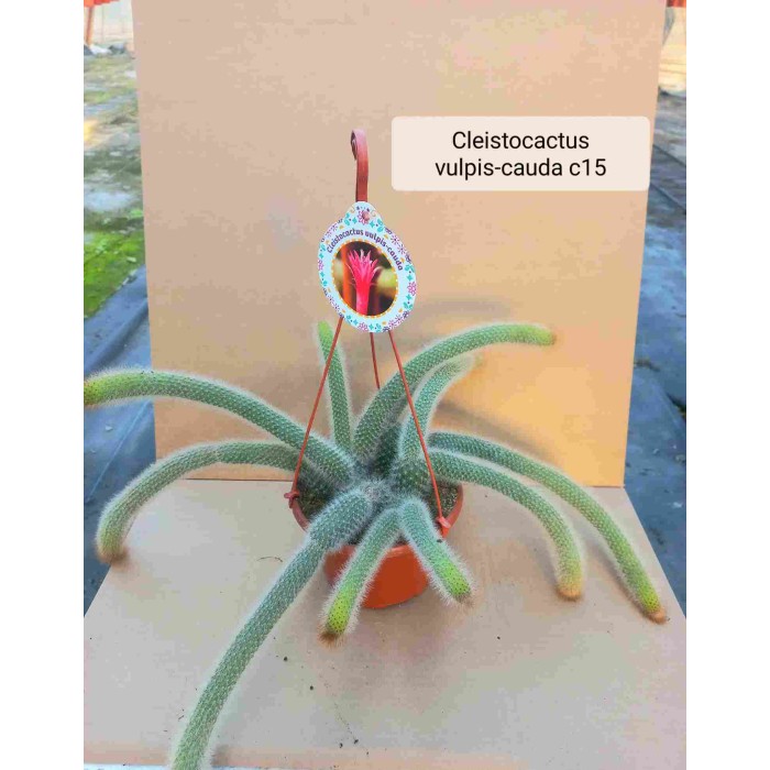 CLEISTOCACTUS VULPIS-CAUDA M15 cactus cola de zorro