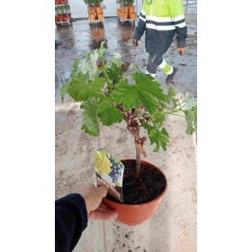 PRE-BONSAI VITIS VINIFERA C20