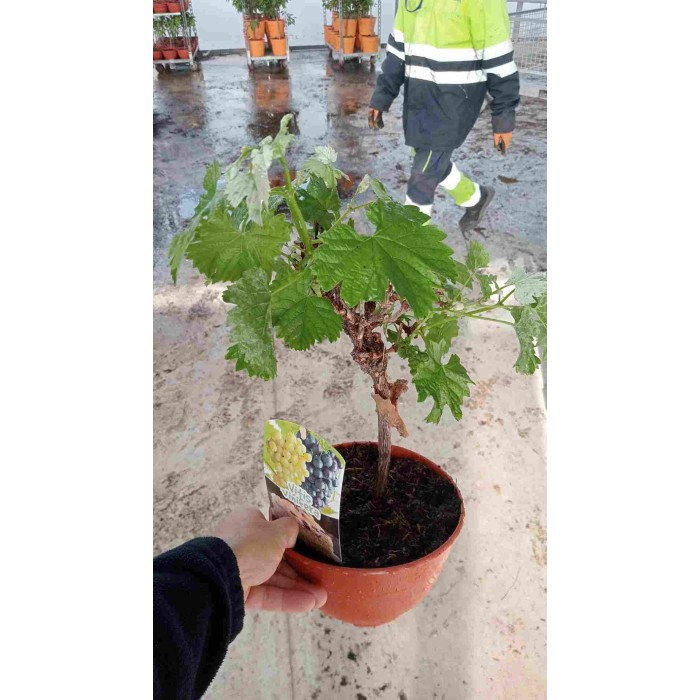 PRE-BONSAI VITIS VINIFERA C20
