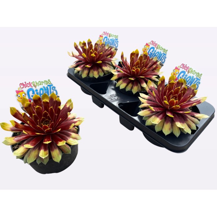 SEMPERVIVUM  GIGANS M18 Gold Mine