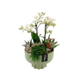 CENTRE PHALAENOPSIS CERAMICA D22 H50 blanc