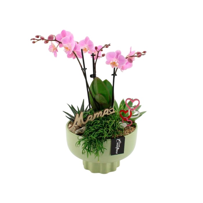 CENTRE PHALAENOPSIS CERAMICA D22 H50 rosa