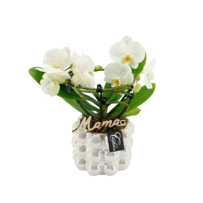 CENTRE PHALAENOPSIS CER. ANGEL D17 H35 blanc