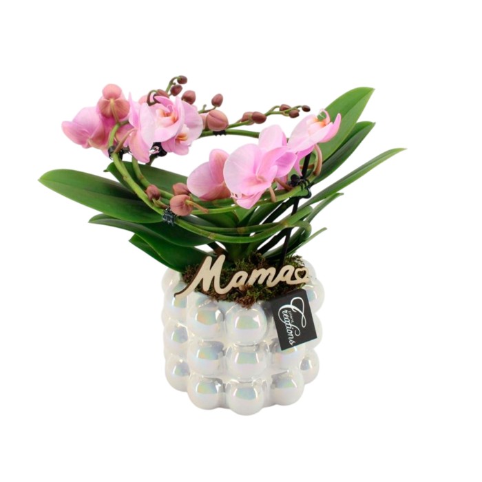 CENTRE PHALAENOPSIS CER. ANGEL D17 H35 rosa