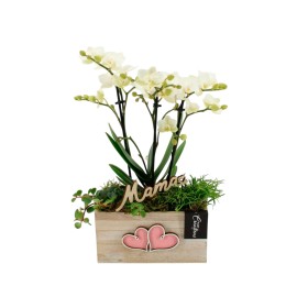 CENTRE PHALAENOPSIS FUSTA D20 H45 blanc