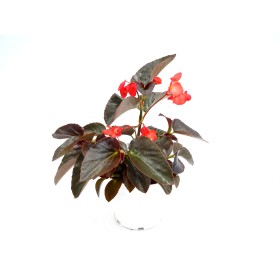 BEGONIA DRAGON WING M19