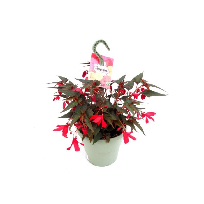 BEGONIA BOLIVIENSIS RED T23