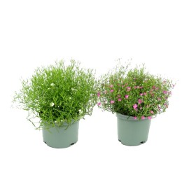 GYPSOPHYLA MURALIS M13