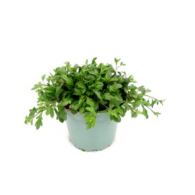 ERIGERON KARVINSKIANUS M17