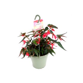 BEGONIA BOLIVIENSIS PINK T25 - PENJA
