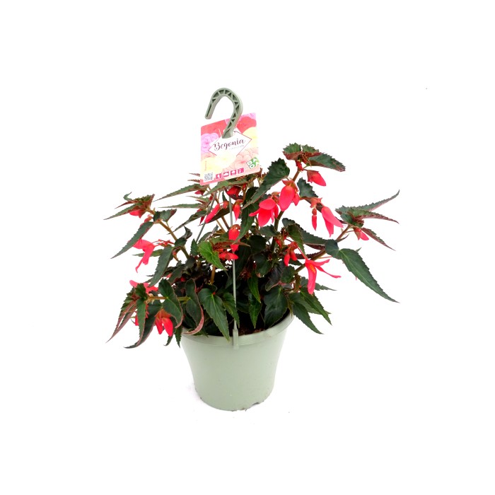 BEGONIA BOLIVIENSIS PINK T25 - PENJA