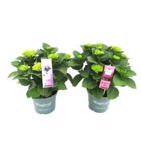 HORTENSIA M19 MAGICAL