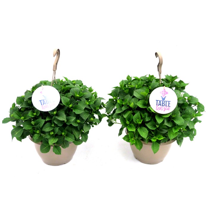HORTENSIA T25 TABLETENSIA