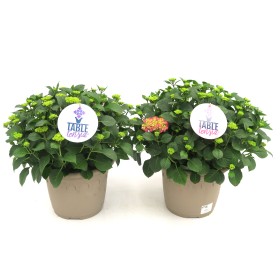 HORTENSIA M28 TABLETENSIA
