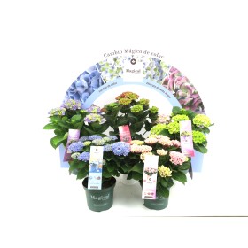 HORTENSIA M23 MAGICAL MIX