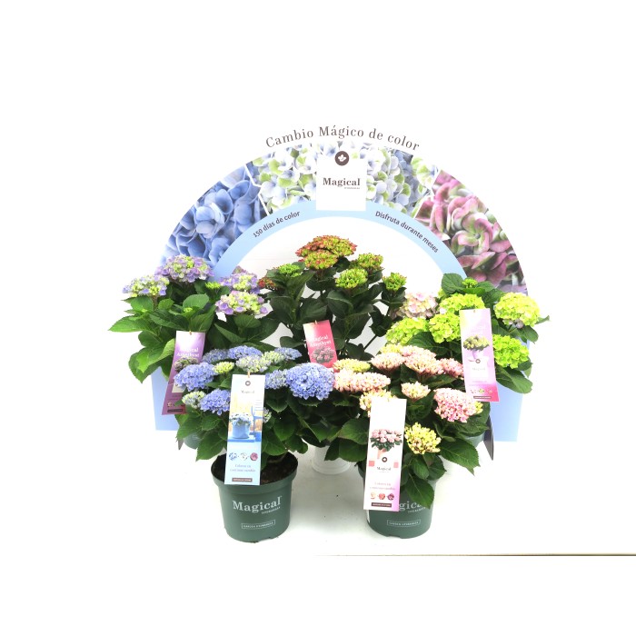 HORTENSIA M23 MAGICAL MIX