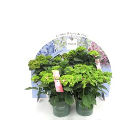 HORTENSIA M28 MAGICAL