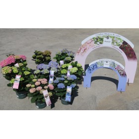 MAGICAL RAINBOW - XL GRANDE