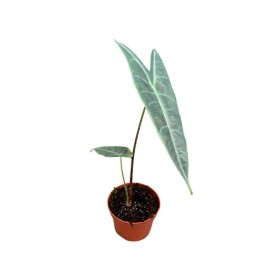 ALOCASIA  M11 Longiloba Silver