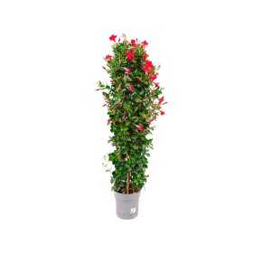 DIPLADENIA DOBLE ARCO 150cm M25
