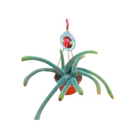 CLEISTOCACTUS VULPIS-CAUDA M15 cactus cola de zorro