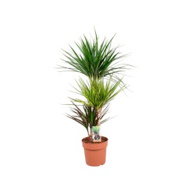 DRACAENA MARG. CARNAVAL 60.30.15 M21 H110