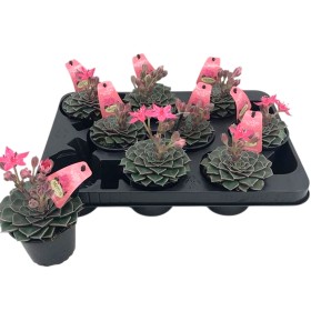 ECHEVERIA  M 9 Graptopetalum bellum