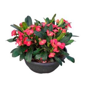 EUPHORBIA MILLI M23