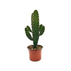 OPUNTIA M13 H35 Consolea