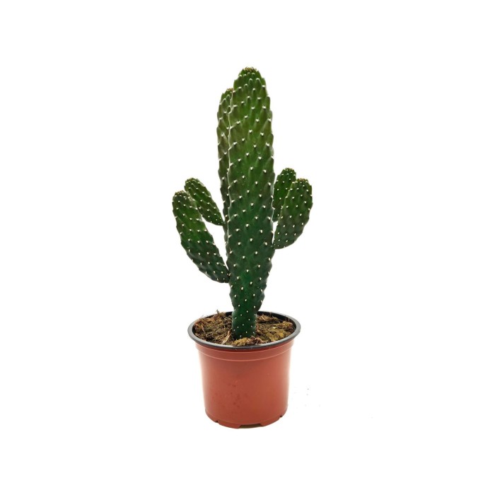 OPUNTIA M13 H35 Consolea