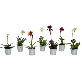 PAPHIOPEDILUM MULTIFLORUM M 9