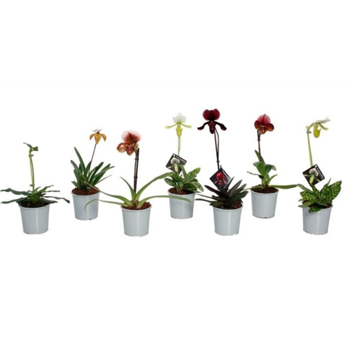 PAPHIOPEDILUM MULTIFLORUM M 9
