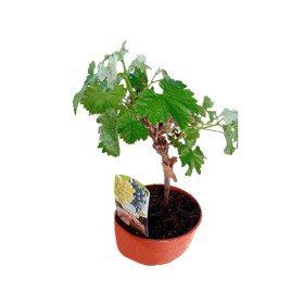 PRE-BONSAI VITIS VINIFERA C20