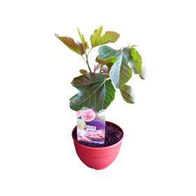 PRE-BONSAI FICUS CARICA C20