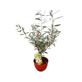 PRE-BONSAI OLEA EUPRPEA C20