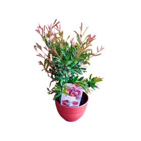 PRE-BONSAI PUNICA GRANATUM C20